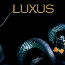 biglietti LUXUS - Lo Stupore della Bellezza